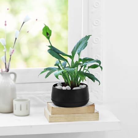 Peaceful Greens-picture-20