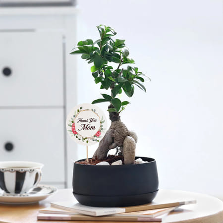 Peaceful Mother's Day Bonsai Plant-image-40