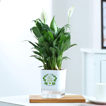 Peacelily Plant With Self-Watering Planter-picture-28