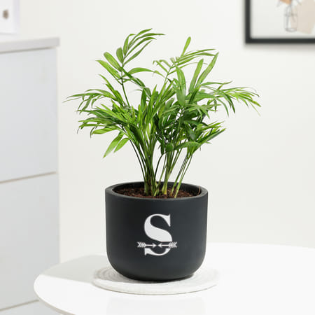 Personalized Midnight Clay Pot With Chamaedorea Palm Plant-picture-23