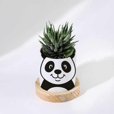 Personalized Panda Ceramic Planter With Haworthia Plant