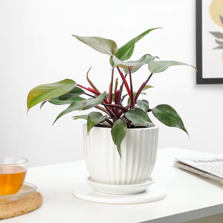 Philodendron Pink Princess In White Lining Vase-picture-40