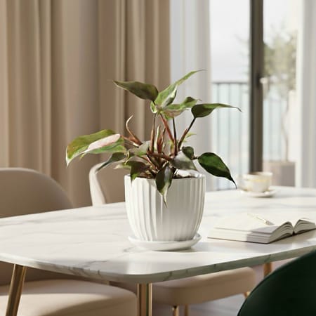 Philodendron Pink Princess In White Lining Vase-picture-39