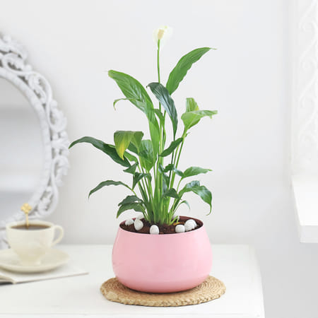 Pink Prosperity-picture-21