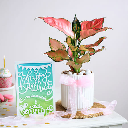Pink Wishes-image-6