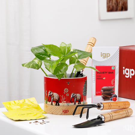 Plant Lovers Paradise Hamper-image-35