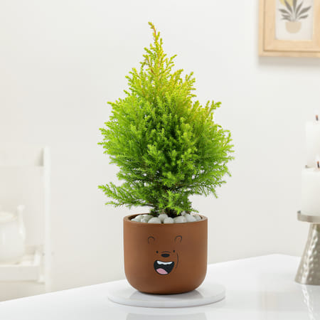 Playful Teddy Tera Pot And Cypress Plant-image-43