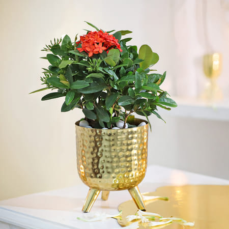 Prosperous Flame-image-11