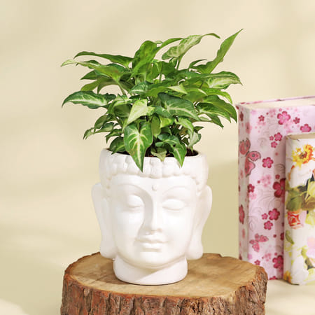 Purifying Syngonium Plant in a Ceramic Buddha Planter-picture-14