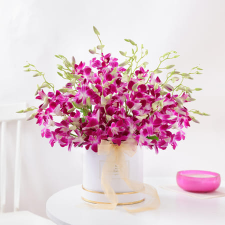 Purple Orchid Elegance-picture-37