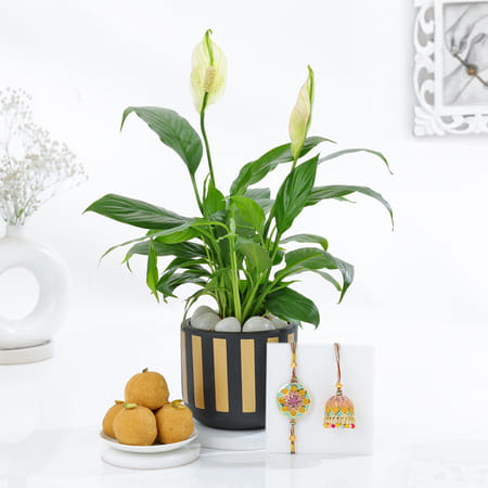 Radiant Bhaiya Bhabhi Rakhi And Peace Lily Hamper-picture-24