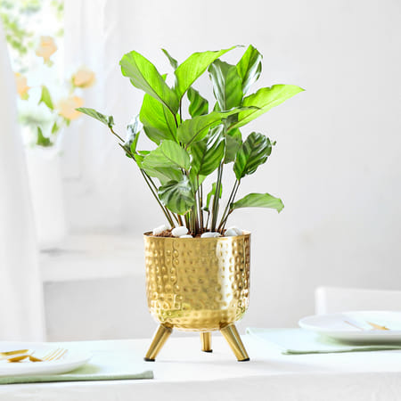 Rhythm of Calathea-picture-17