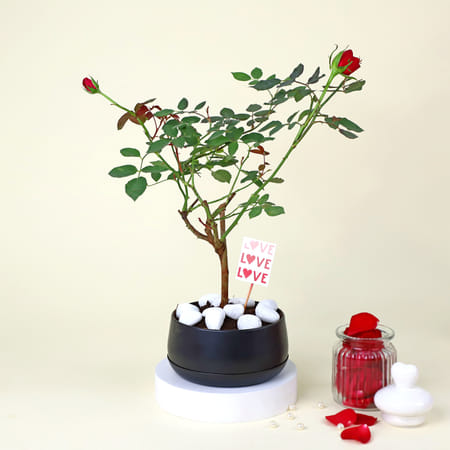 Romantic Red Rose Plant with planter-picture-12