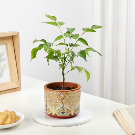 Rooted Retreat Radermachera Plant Gift-image-25