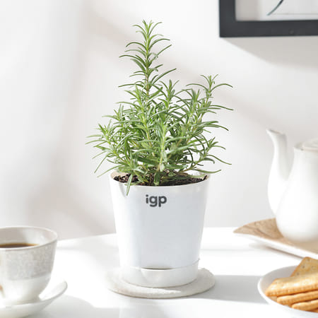 Rosemary In Self Watering Planter-image-13