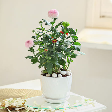 Royal Pink-picture-54