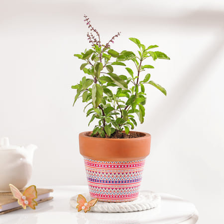 Sacred Tulsi Plant And Ceramic Planter-picture-26