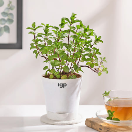 Self Watering Planter And Mint Plant-picture-26