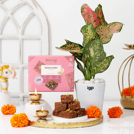 Serene Aglaonema Diwali Hamper-image-31