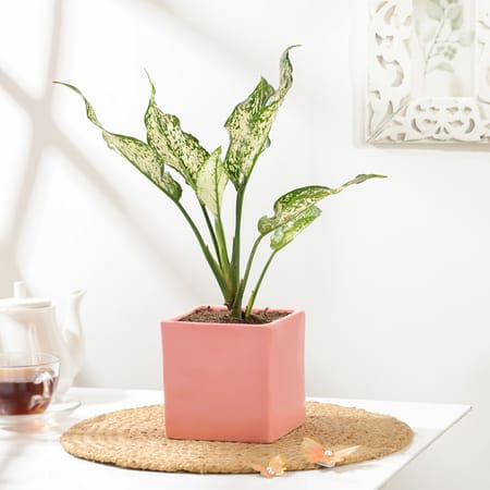 Serene Aglaonema Plant In Pink Vase-image-18