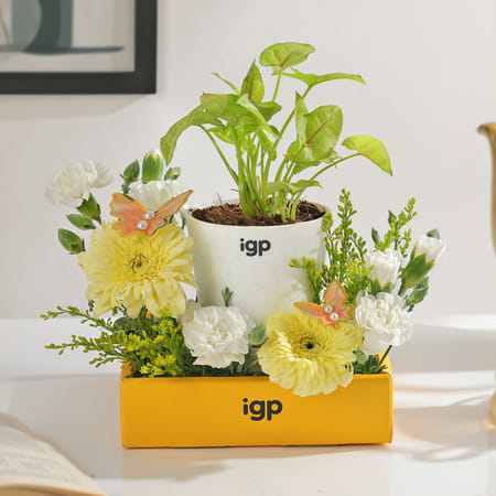 Serene Bloom Plant Arrangement