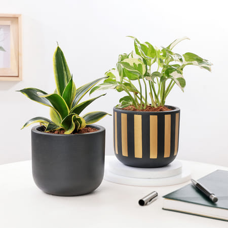 Serene Plants In Terracotta Pots - Set Of 2-image-48