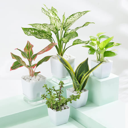 Shades Of Green Quintet-image-24