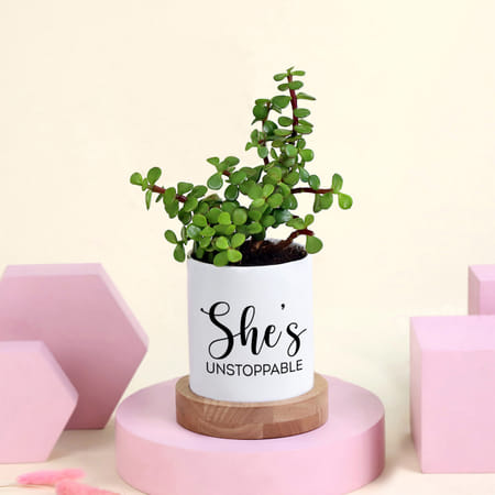 She Is Unstoppable Jade Plant-picture-18