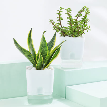Snake And Jade Plant With Self-Watering Planter-image-4