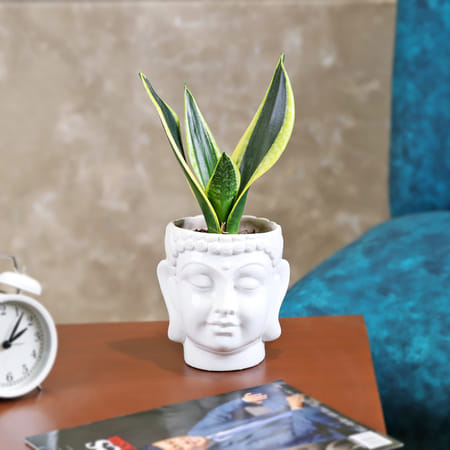 Snake Beauty Plant in a Buddha Pot