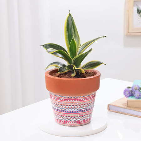 Snake Lotus Plant In Artisan Terracotta Pot-picture-28