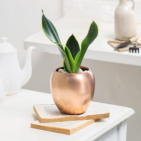 Snake Plant in Copper Planter-picture-16