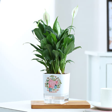 Soothing Love - Peacelily Plant With Self Watering Planter-picture-21