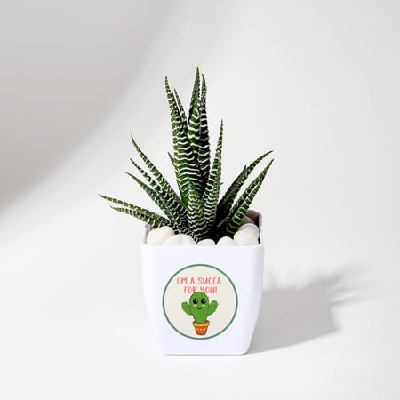 Sucker For You Haworthia Succulent With Pot-image-7
