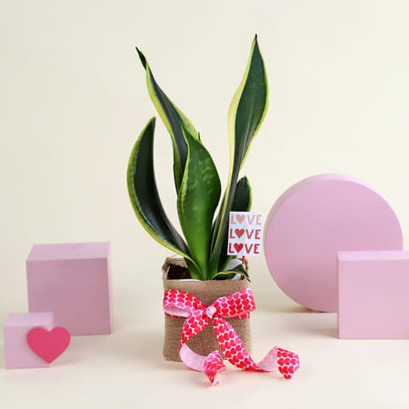 Super Fresh Snake Plant with Jute Vase-picture-41