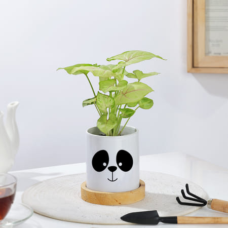 Syngonium Plant In Panda Ceramic Planter-image-42