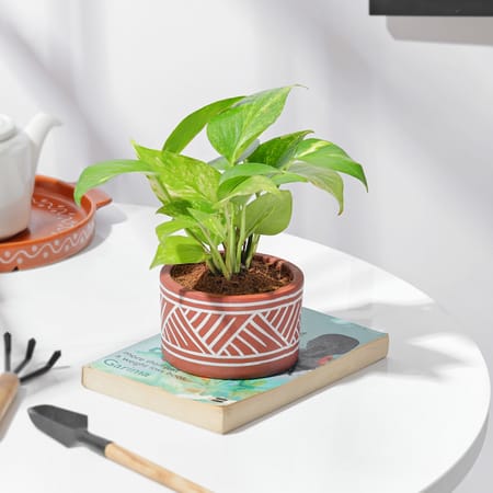 Terracotta Charm Money Plant-picture-20