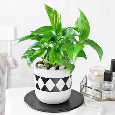 Plants gifts online online