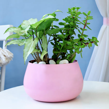 The Precious Two Plant Combo-image-30