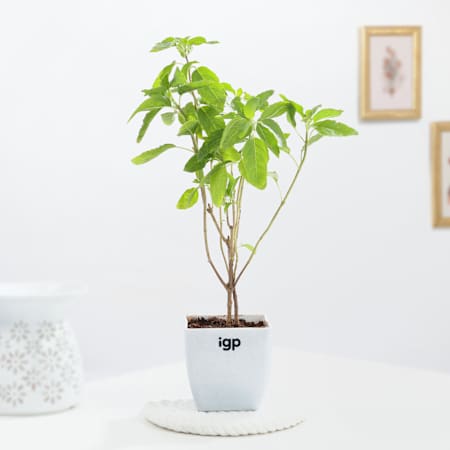 Tulsi Plant
