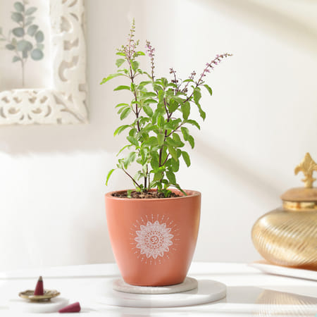Tulsi Plant And Om Terracotta Planter-picture-25