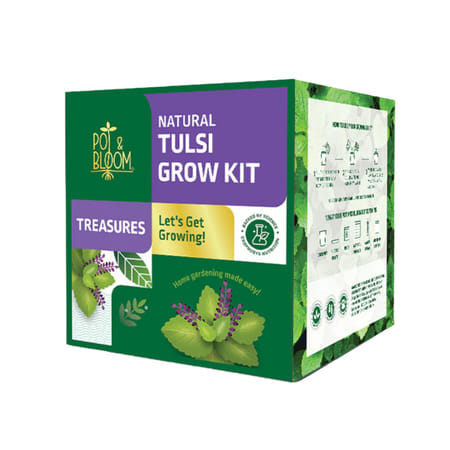 Tulsi Plant Grow Kit-picture-24