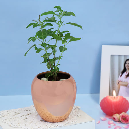 Tulsi Plant in a Copper Planter-picture-35