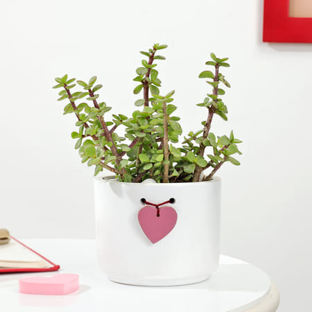 Valentine's Day Jade Plant With Heart Planter-picture-16