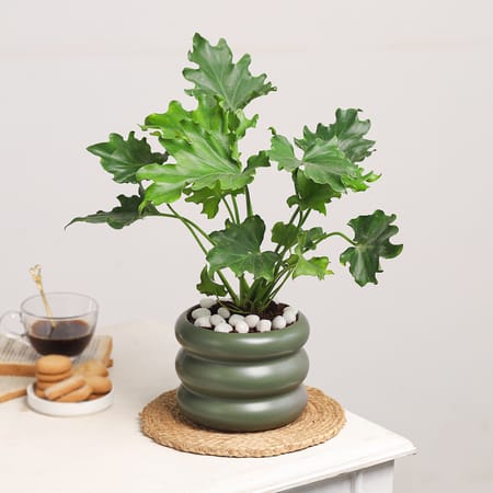Verdant Vitality-picture-26