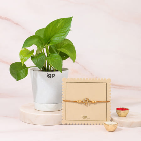 Wishing Tree Rakhi And Money Plant Combo-image-30