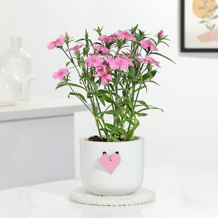 Women's Day Dianthus Plant With Love Planter-picture-47