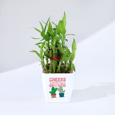 Year Of Growth 2-Layer Bamboo Plant-picture-29