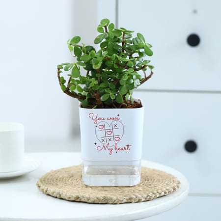 You Won My Heart - Jade Plant With Self-Watering Planter-picture-35