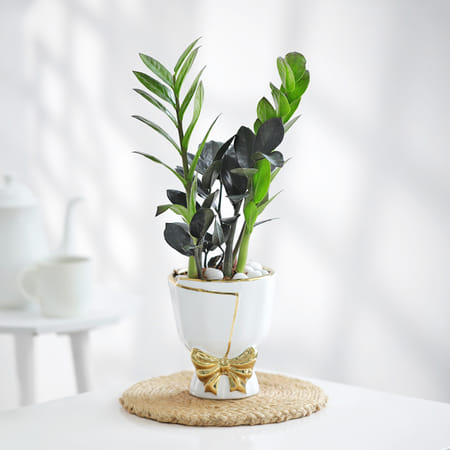 ZZ Plant In Golden Bow Planter-image-46